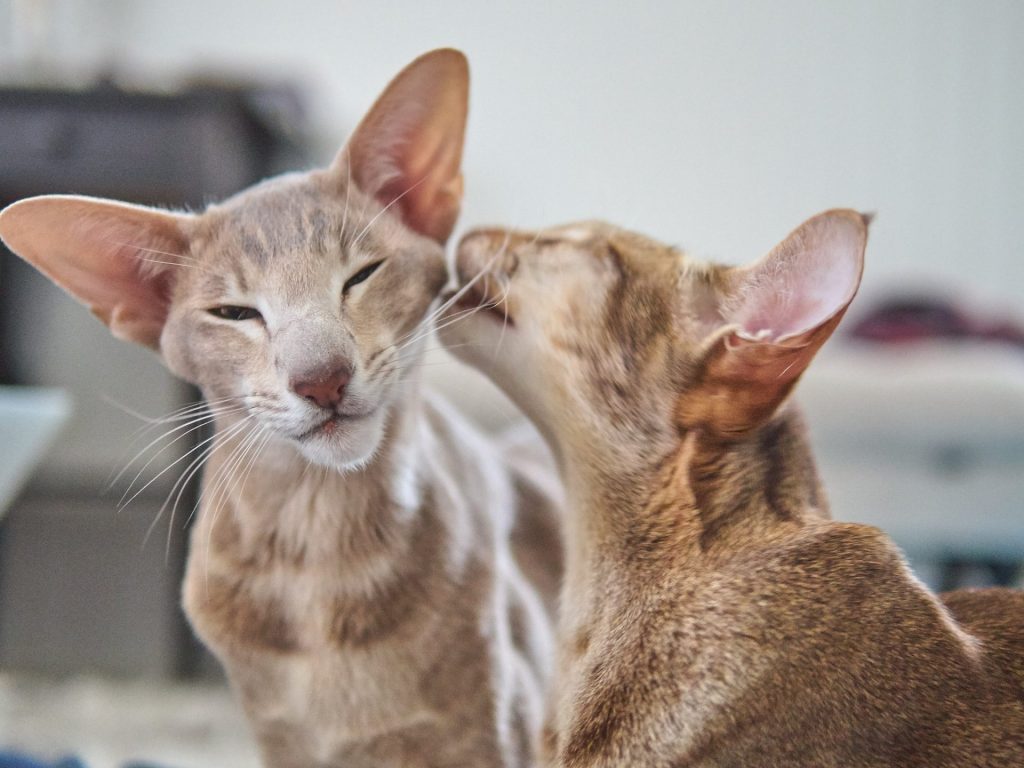 Oriental shorthair cats, one grooming the other one