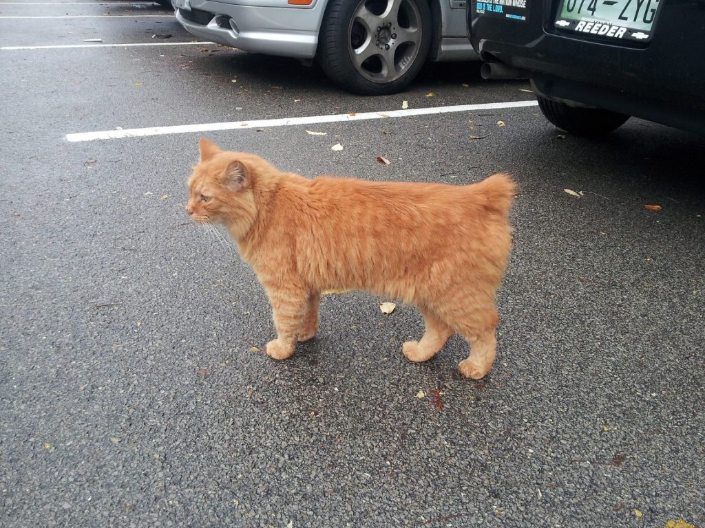 Pixie Bob Cat in a parking lot
