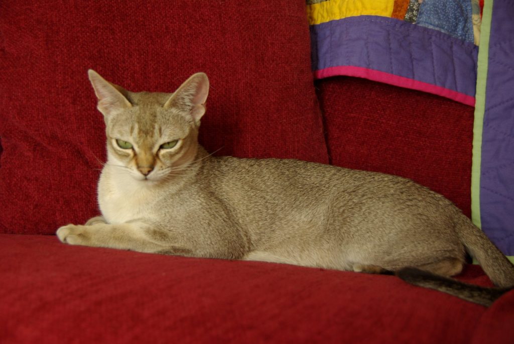 Singapura Cat laying on couch