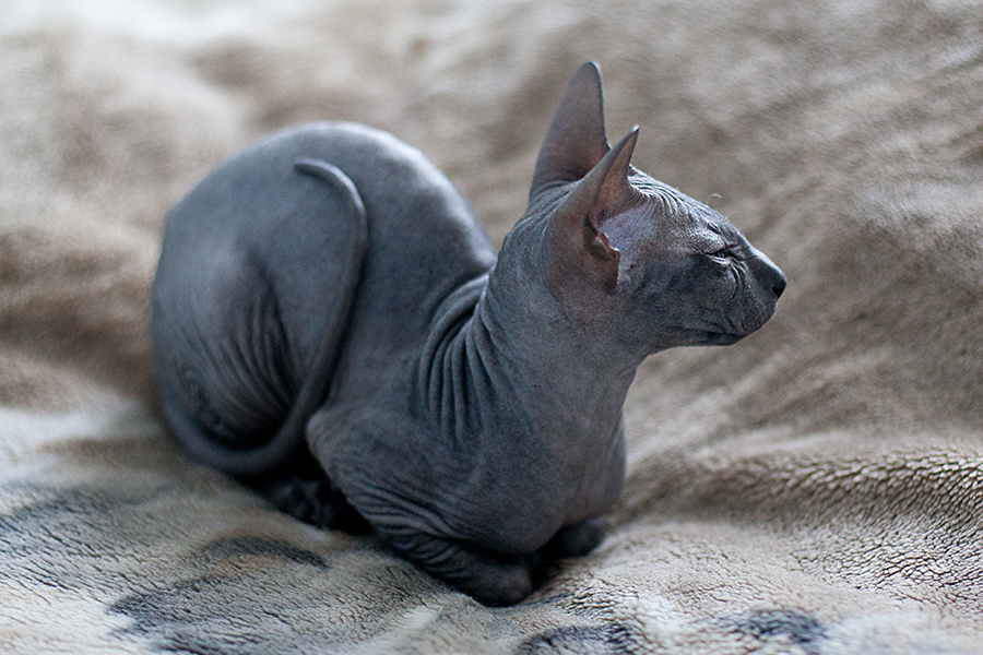 Black Peterbald Cat curled up on a bed 