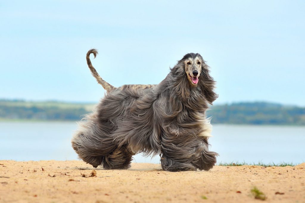 Full coated beautiful Afghan Hound Dog side profile