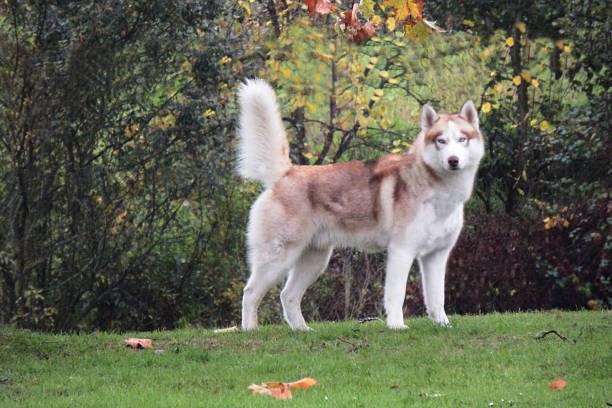Akita Inu Dog