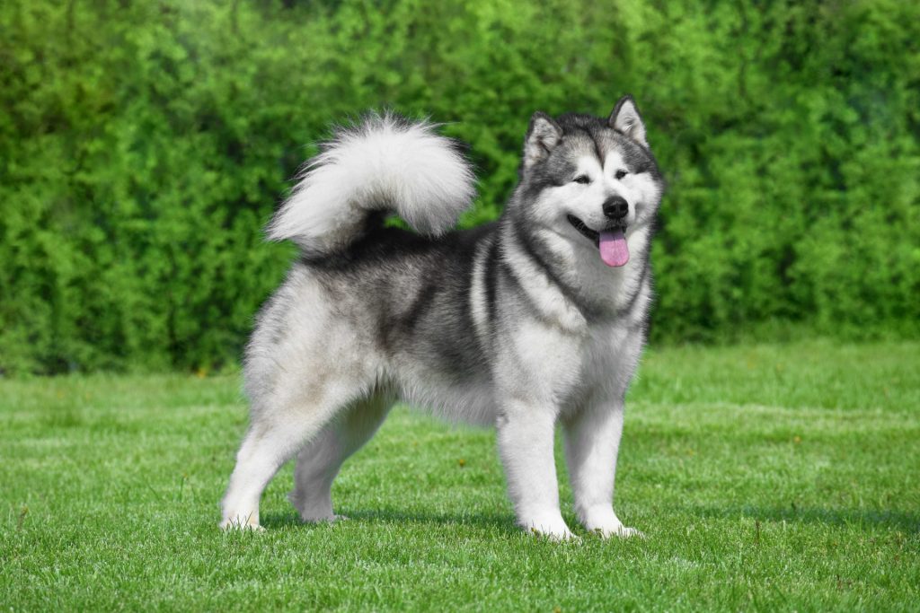 Alaskan Malamute dog standing in a yard, side profile happy dog