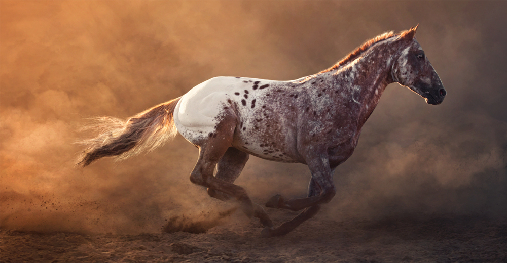 Appaloosa Horse Running in sunset and dust