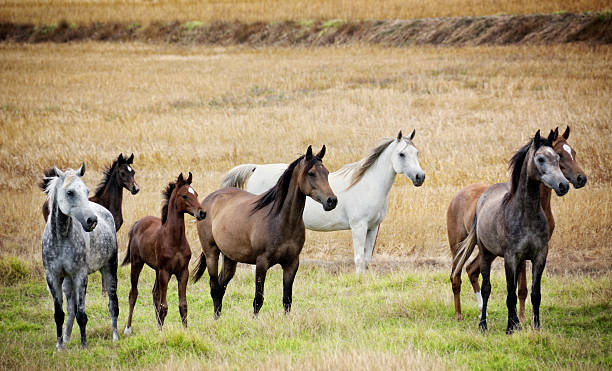 Group Of Arabian Horses with babies