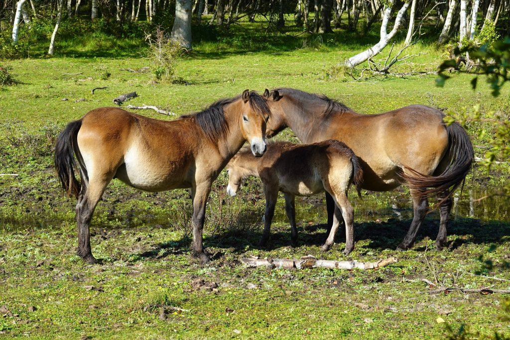exmoor pony group