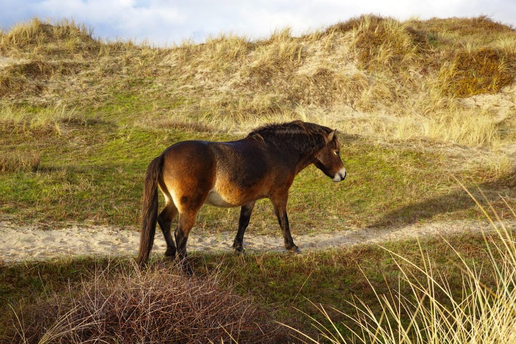 exmoor pony walking