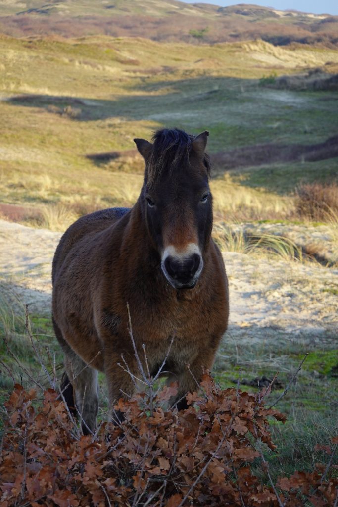 exmoor pony posing for picture
