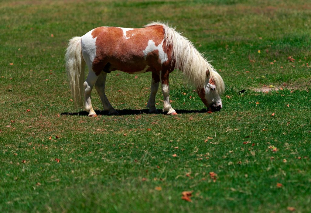 paint miniature horse
