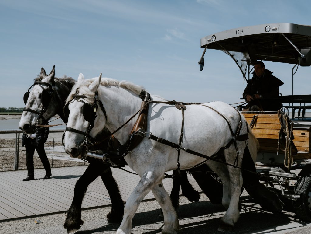 Shire Horses Pulling Wagon