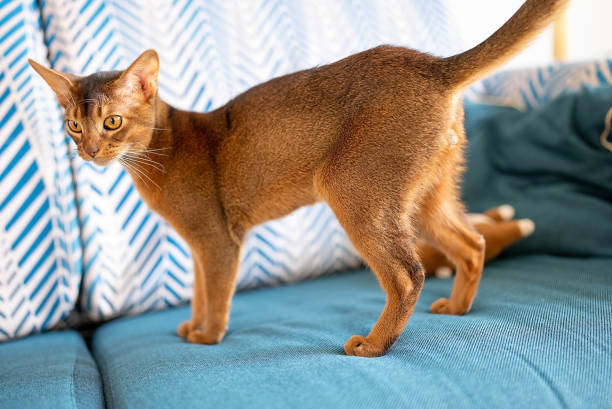 Abyssinian cat on a couch