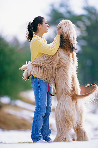 Afghan Hound on hind legs next to woman