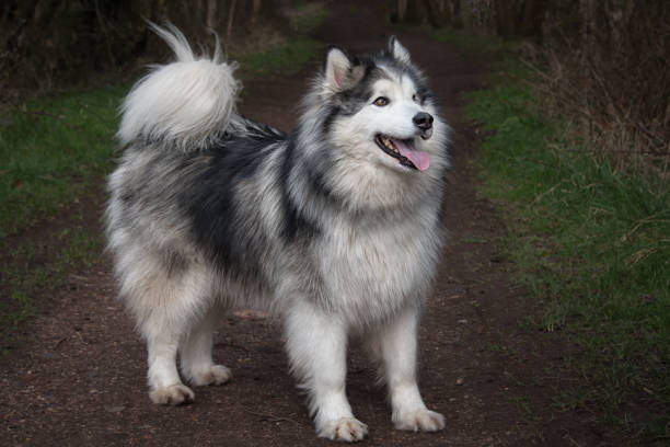 full length side profile of a husky cross malamute dog standing and facing to the right