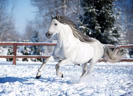 White Andalusian Horse In Snow