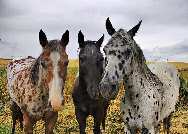 Three Appaloosa Horses Standing In A Field