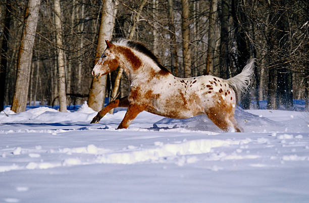 Appaloosa Horse Jumping Through Snow
