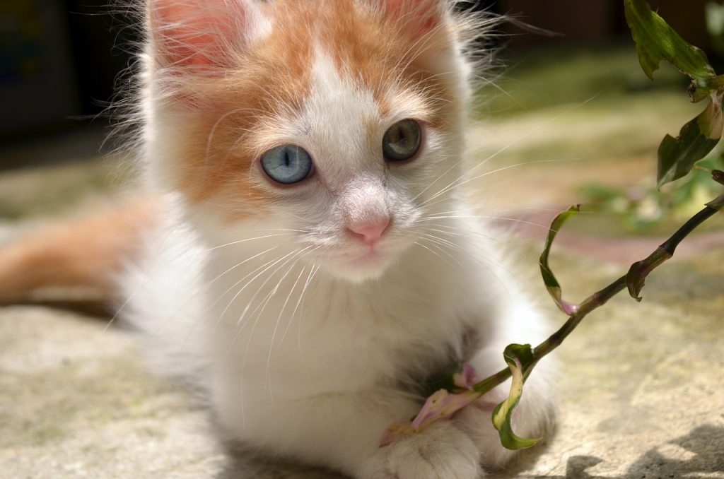 cute Turkish Van kitten