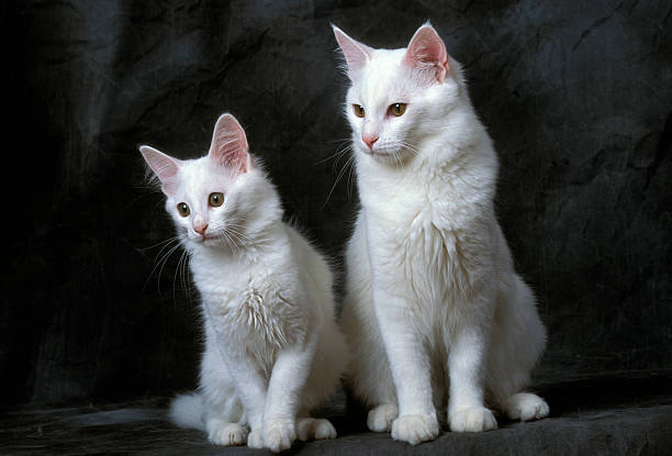 Two Balinese Cats sitting together.