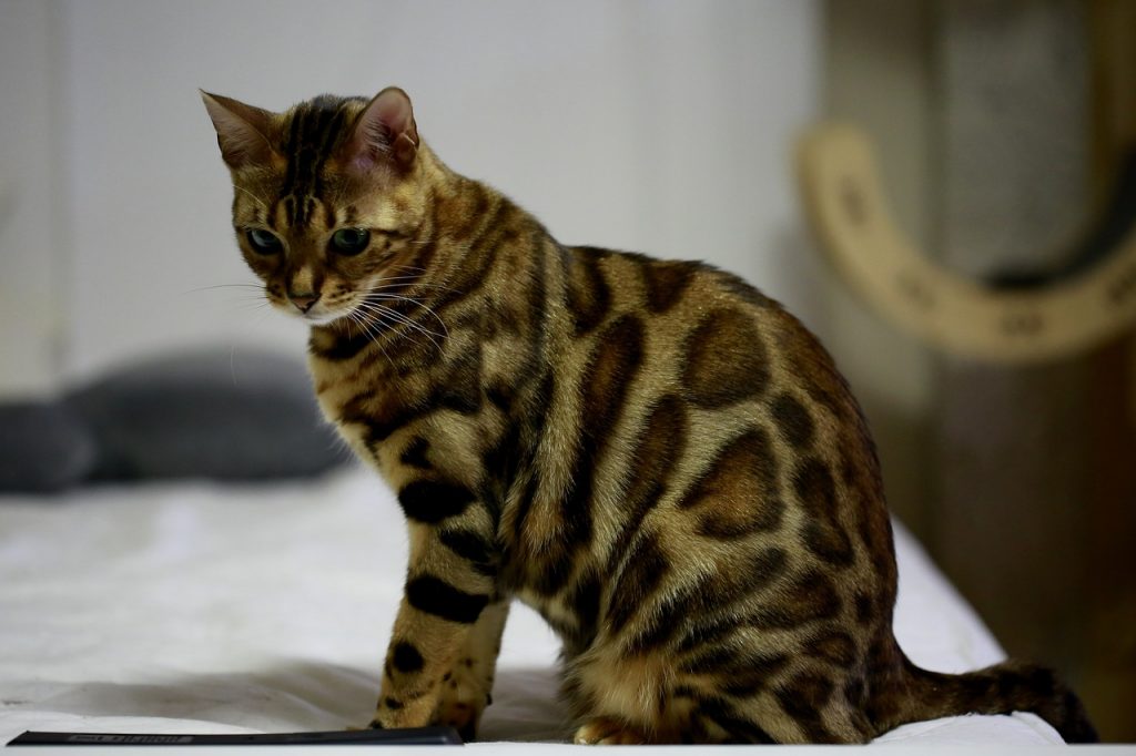 Bengal Cat side profile