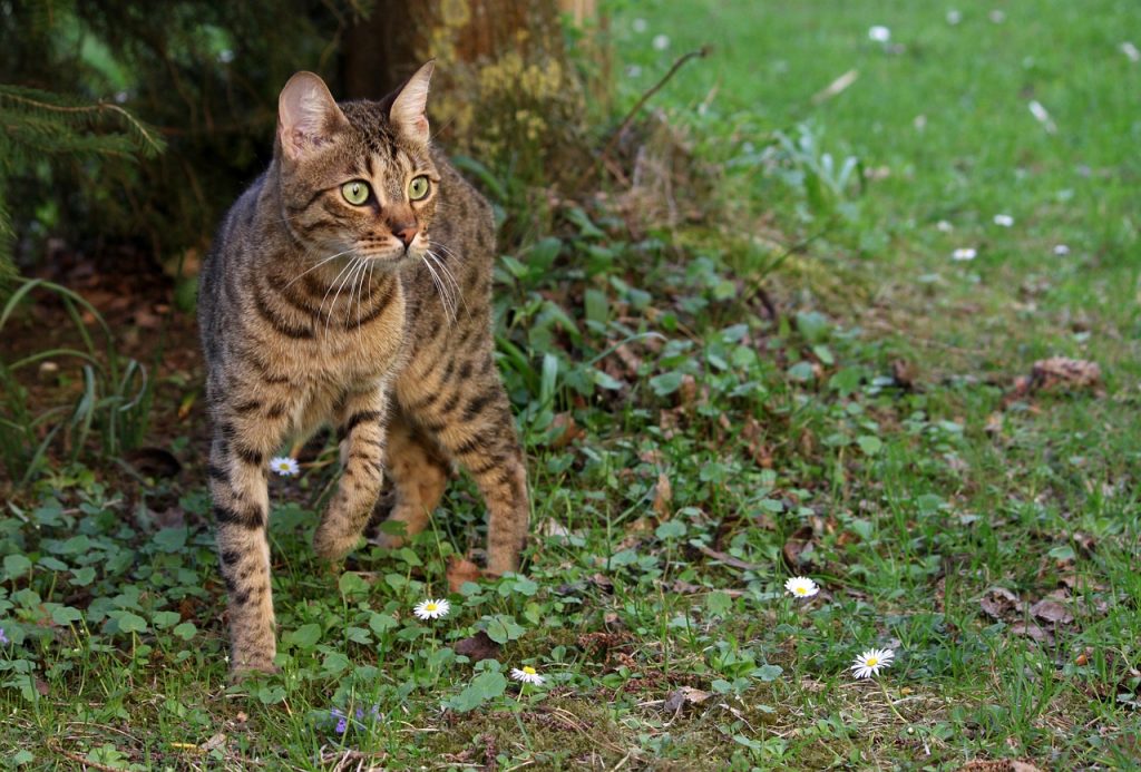 Bengal Cat walking through moss and vegetation