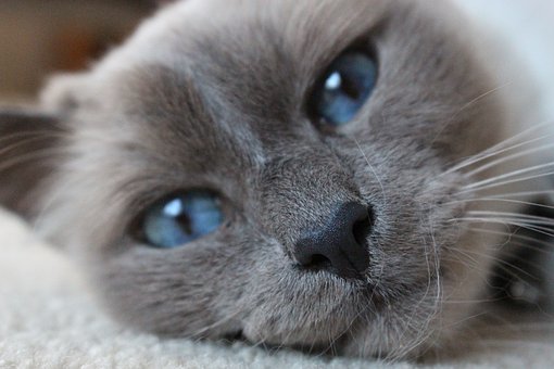 Birman cat close up bright blue eyes