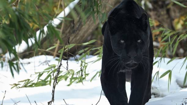Black Panther walking in snow in India