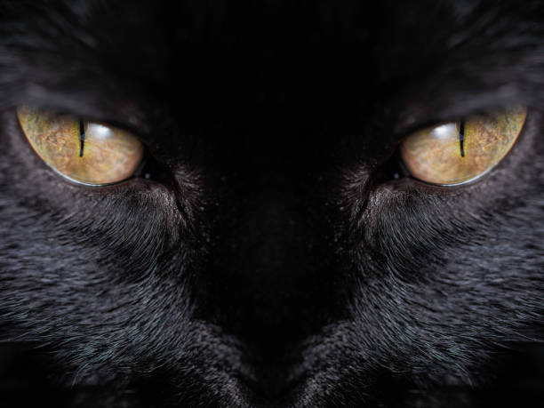 This is a close-up of a Bombay mamba black cat shot on macro, the cat is looking straight at to camera.