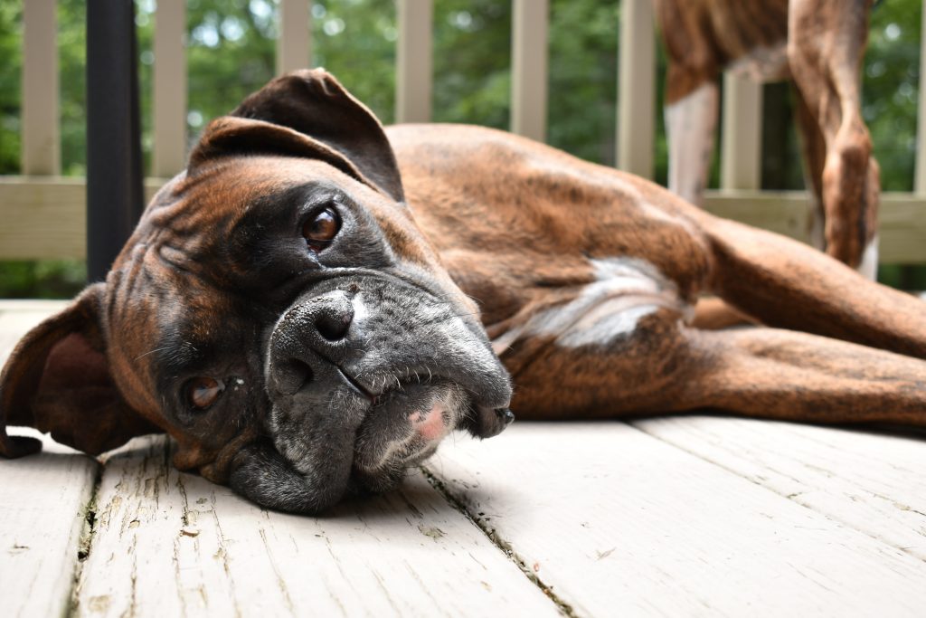 Boxer laying down on deck