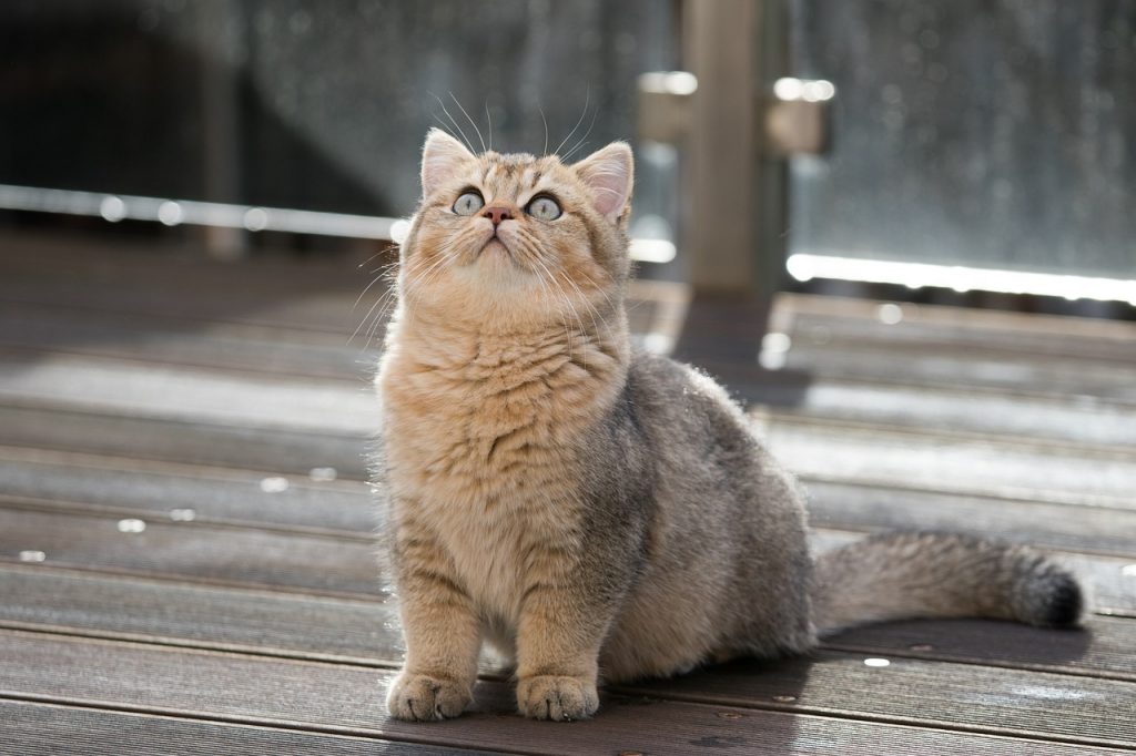 British shorthair cat kitten looking up