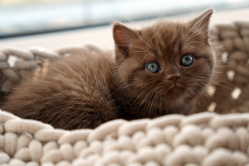 British shorthair kitten, cute