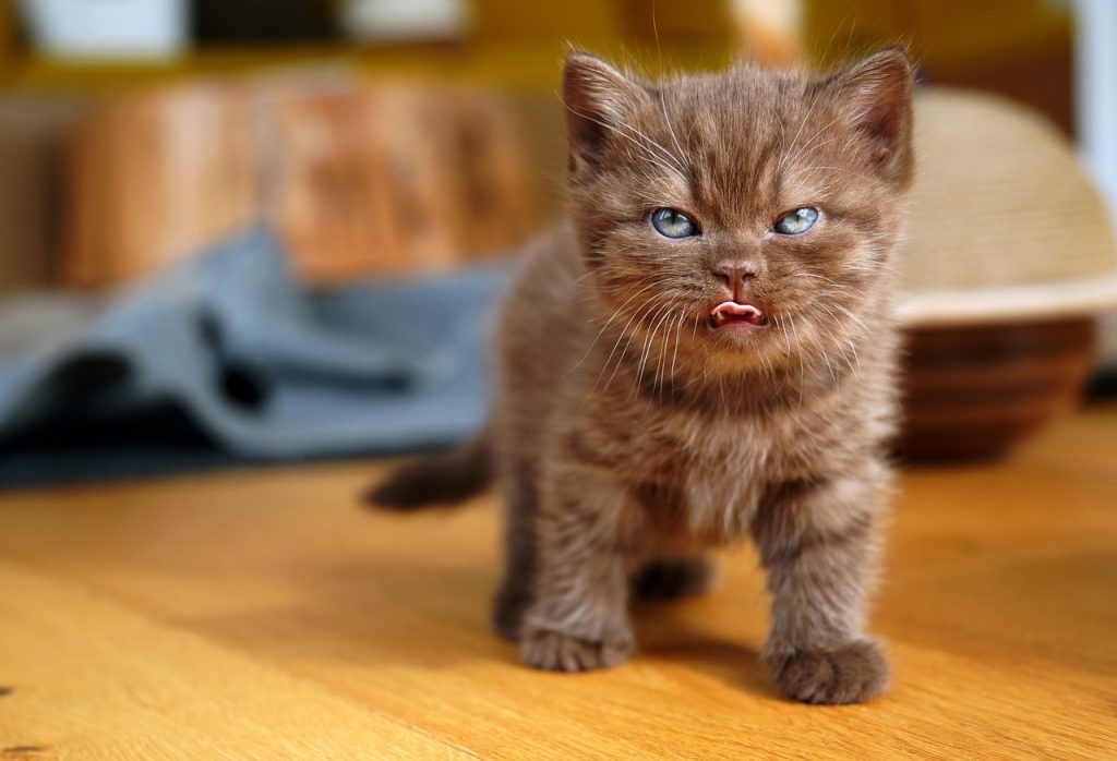British Shorthair Kitten licking it's lips and looking mischievous