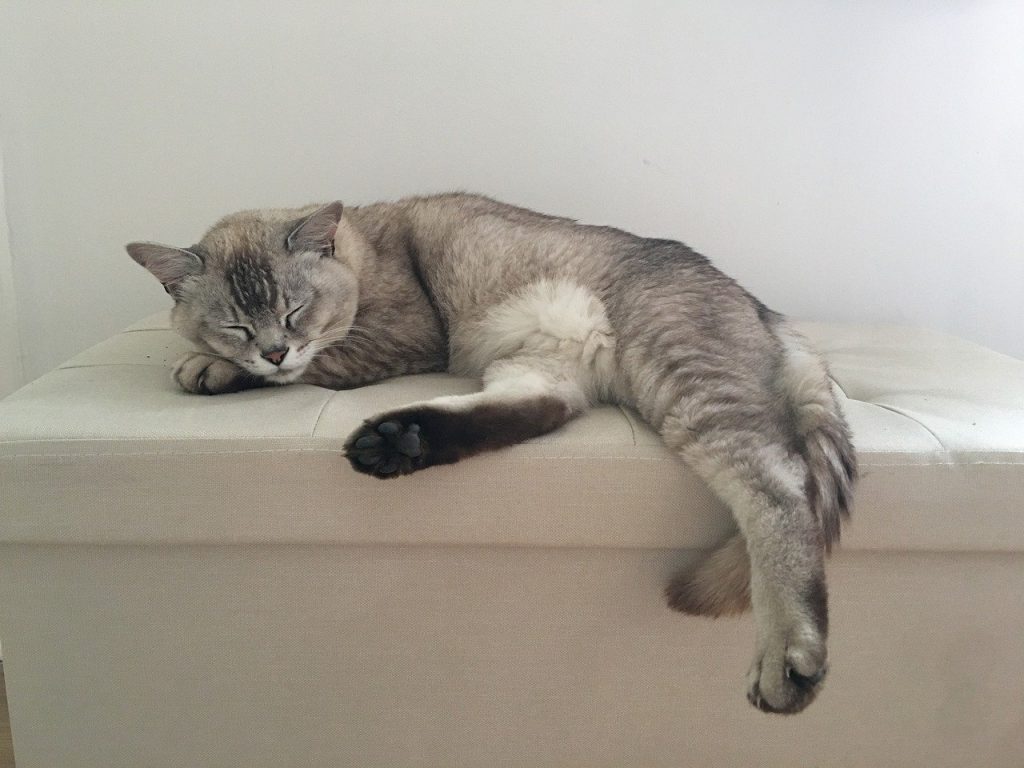 Burmilla cat sprawled on furniture sleeping