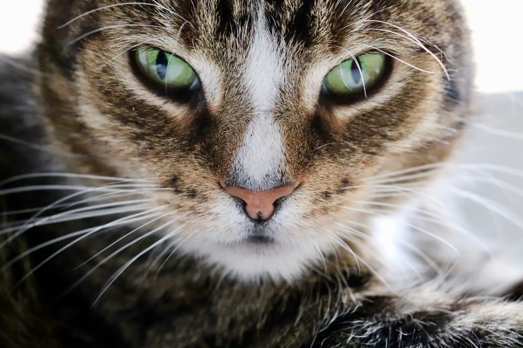 European Shorthair cat closeup face photo