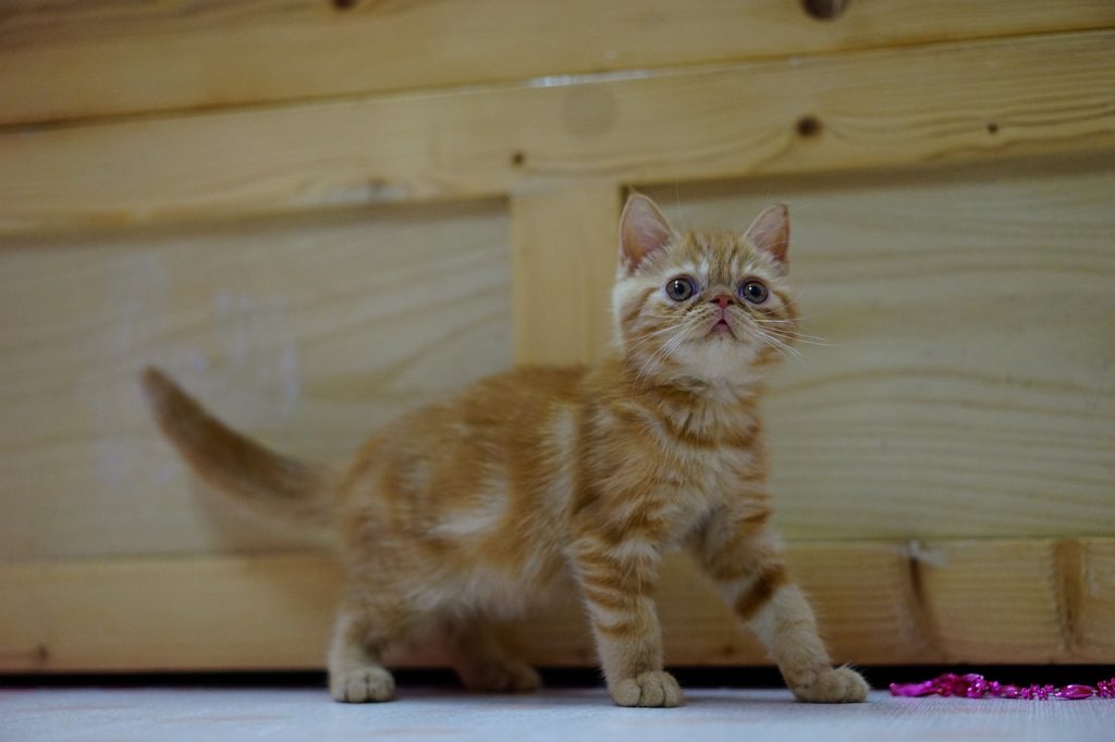 Exotic Shorthair kitten looks shocked