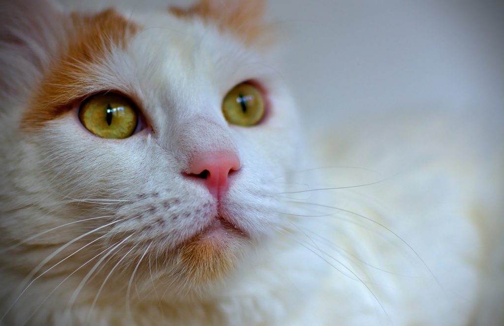 Turkish Van cat closeup face