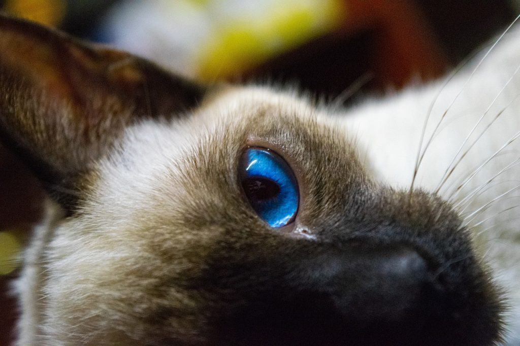 Siamese cat head closeup bright dazzling blue jewel-like eyes