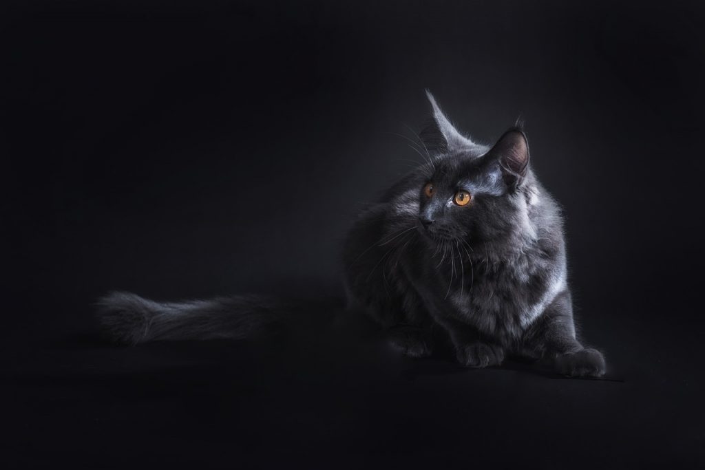 black Maine Coon cat studio style photo