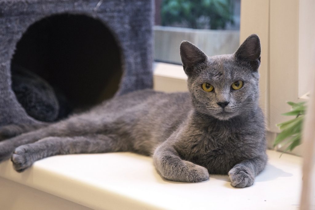 Russian blue cat laying next to a cat tree