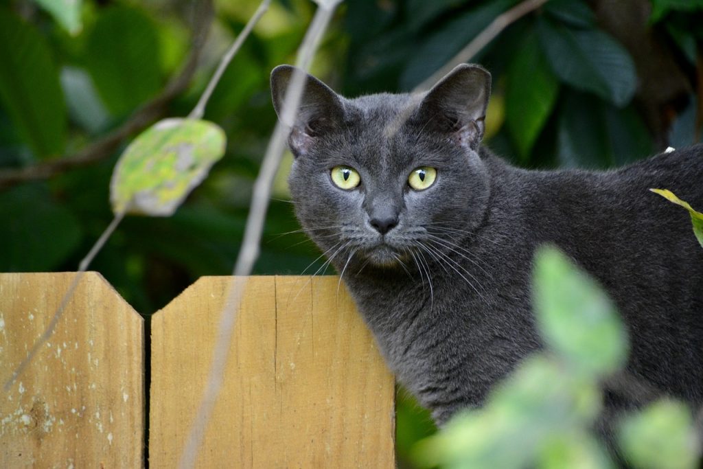 Korat Cat peeking out from behind tree or bushes