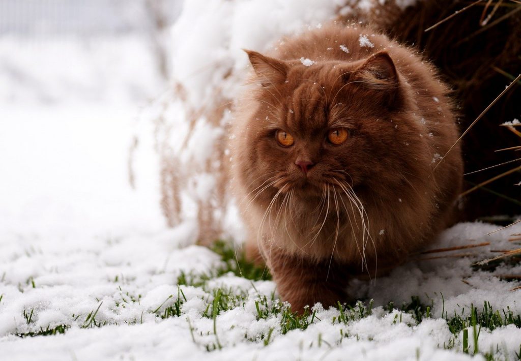 British Longhair in snow, looks a little irritated
