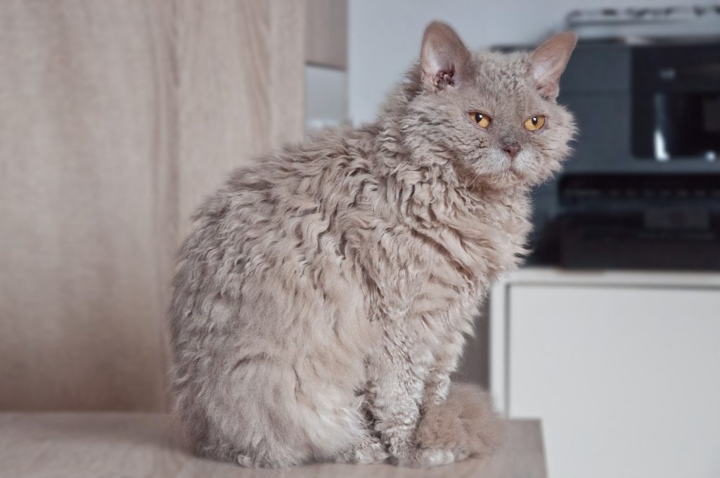 Selkirk Rex cat sitting on a counter looking at the camera