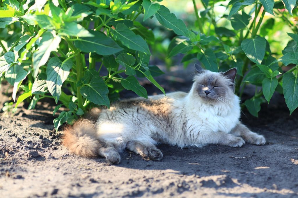 Neva Masquerade - Siberian Cat- laying in what appears to be a vegetable field