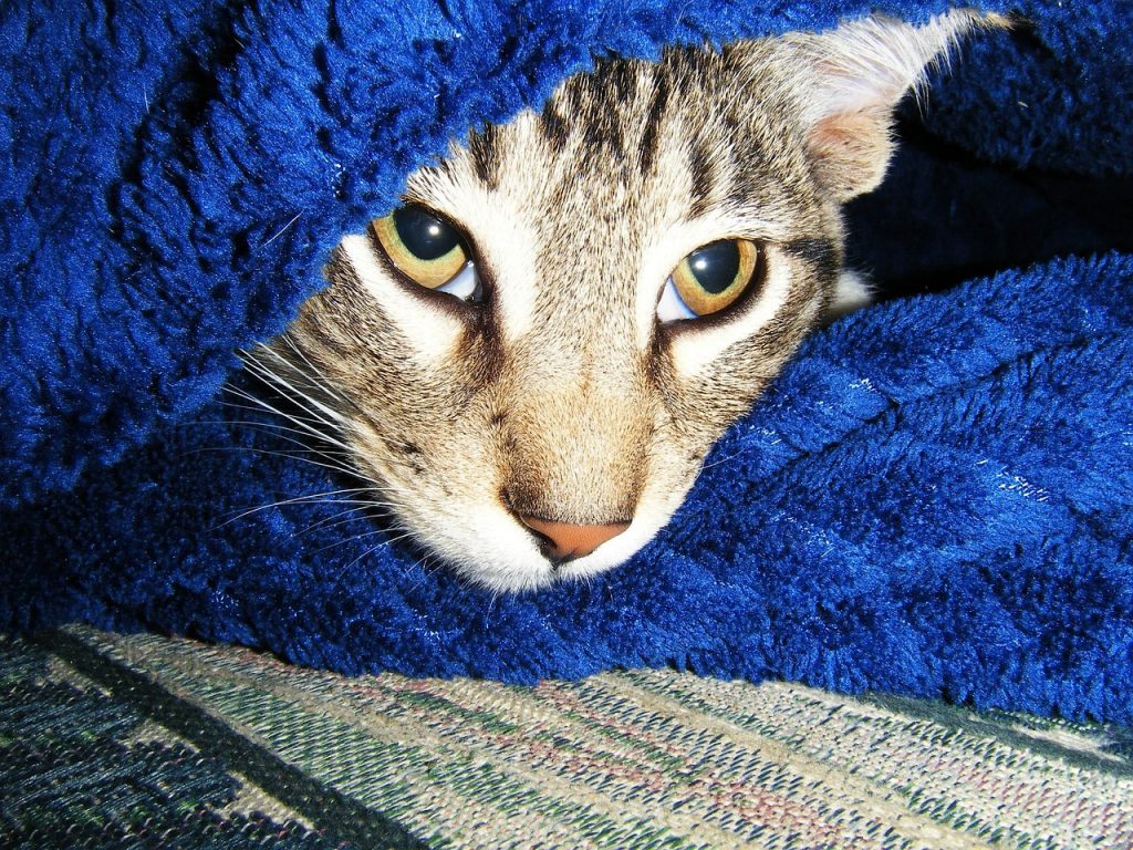 Manx Cat peeking out from under a blue blanket