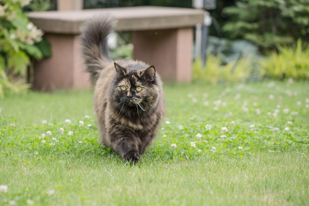 British Longhair cat strolling through the yard