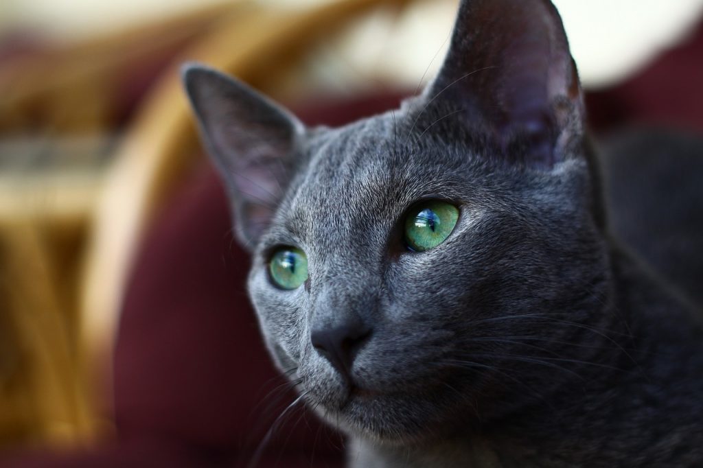 Russian blue cat closeup green eyes