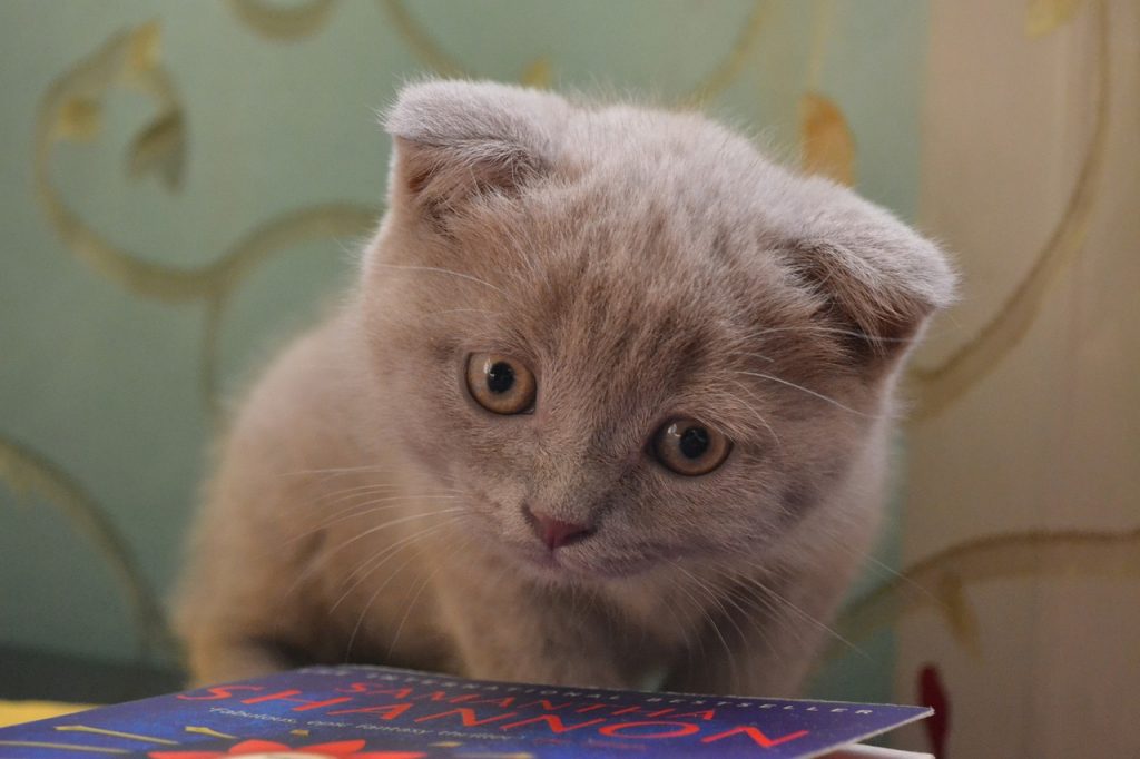 Scottish Fold Kitten cute