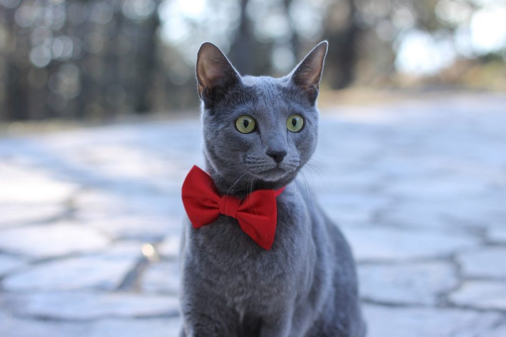 Russian blue cat wearing a bow tie, looks a little nervous