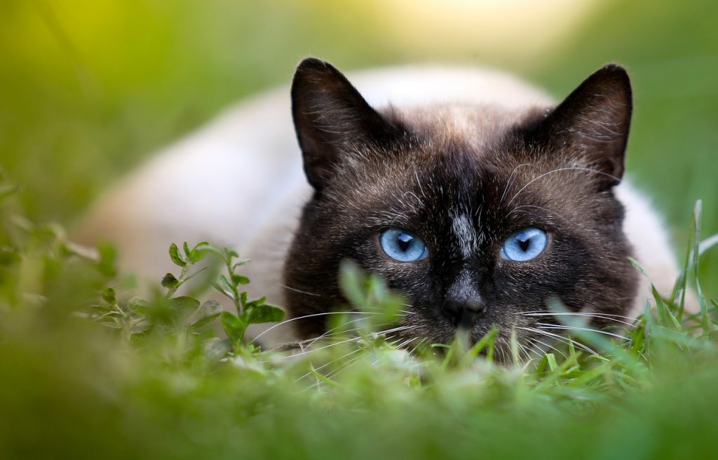 Siamese cat low to the grass stalking something