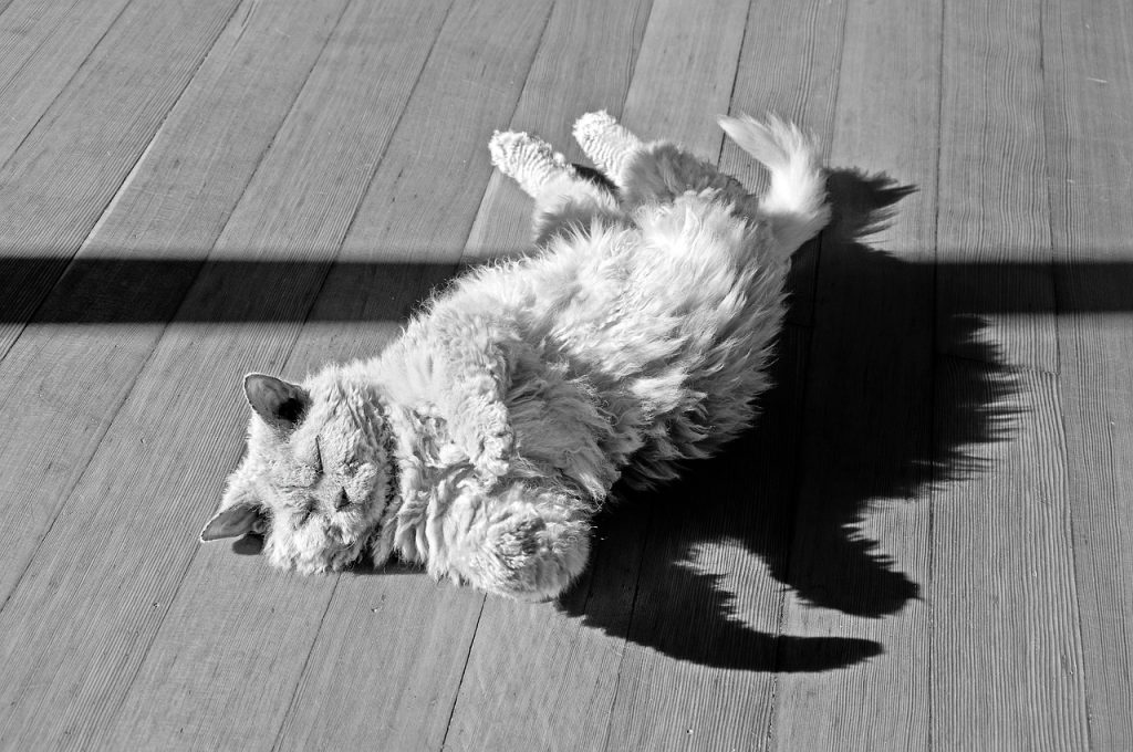Selkirk Rex cat Sheep cat rolling around outside in the sun