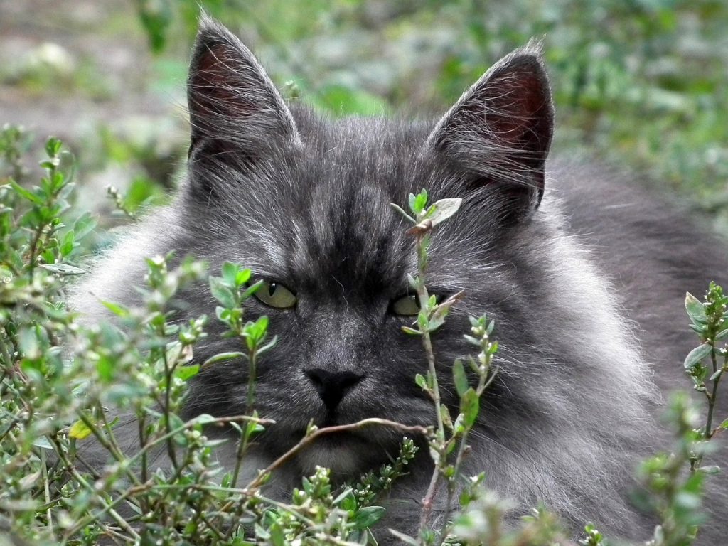 Siberian Cat hiding behind some shrubbery